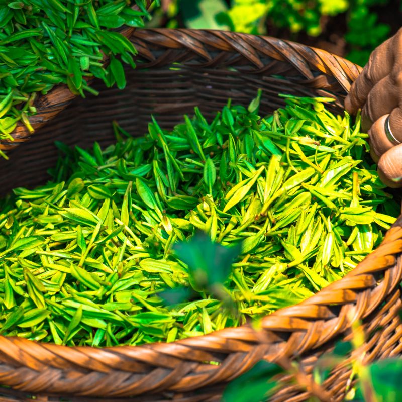 Turmeric is a nutrient dense superfood that reduces inflammation and aids metabolic function.