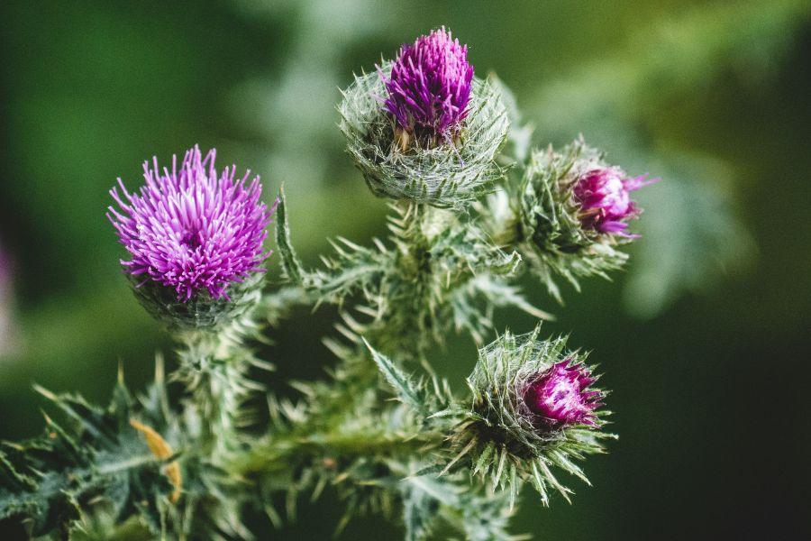 Why You Should Be Taking Milk Thistle Supplements - Superfoods Company