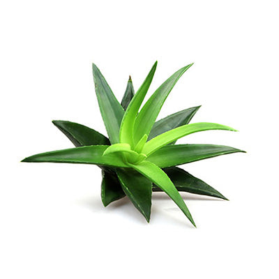 <p>Aloe Vera</p><p></p>