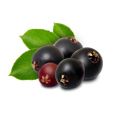 <p>Elderberry</p>