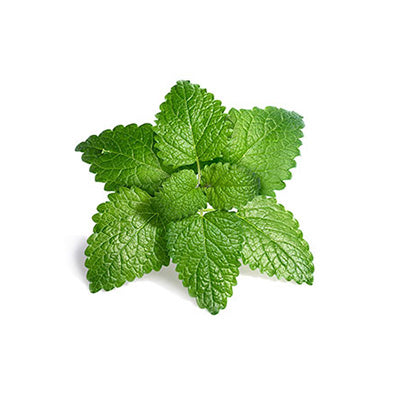 <p>Lemon Balm</p>