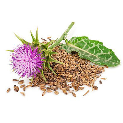 <p>Milk Thistle</p>