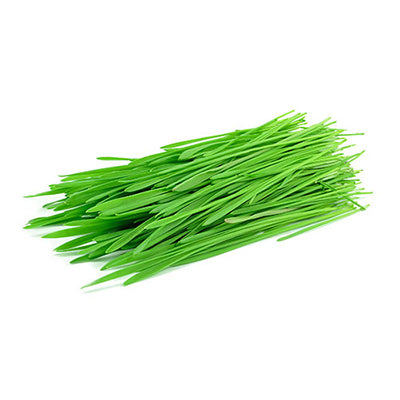 <p>Wheat Grass</p>
