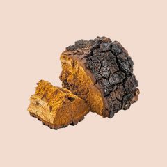 Chaga