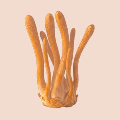 Cordyceps