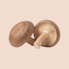 Shiitake